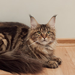 черная мраморная кошка мейн кун Gangstercat U'Navarra черная мраморная кошка мейн кун Gangstercat U'Navarra